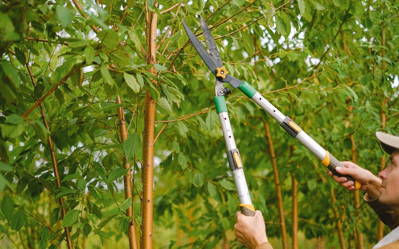 Tree trimming in Tunkhannock, PA